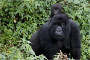 Read more about the article Best gorilla tours in Africa.