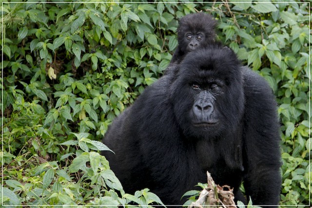 You are currently viewing Best gorilla tours in Africa.
