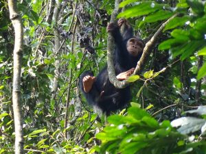 Read more about the article 15 Adventure activities to do in Rwanda