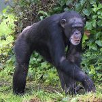 Combined budget tour in Uganda and Rwanda.