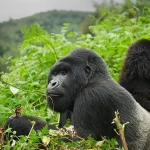 Rwanda Gorilla trekking tours
