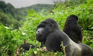 Read more about the article Rwanda Gorilla trekking tours