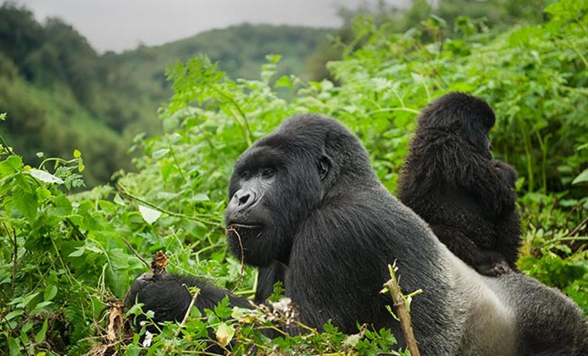 You are currently viewing Rwanda Gorilla trekking tours