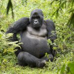 What to pack for a perfect Uganda safari holiday.