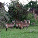 How many days do I need to do a safari in East Africa?
