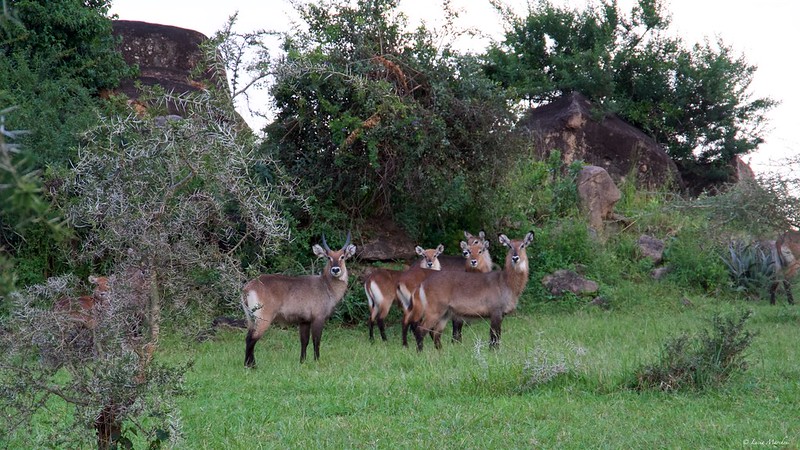 You are currently viewing How many days do I need to do a safari in East Africa?
