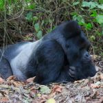 Where to Stay in Kahuzi-Biega National Park