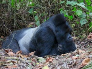 Read more about the article Where to Stay in Kahuzi-Biega National Park