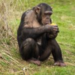Gorilla and Chimpanzee Tour in Uganda.