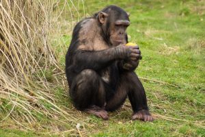 Read more about the article Gorilla and Chimpanzee Tour in Uganda.