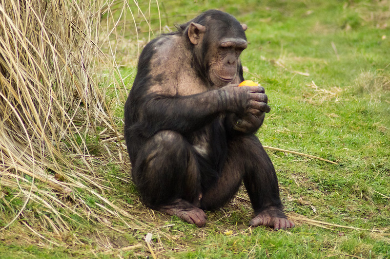 Read more about the article Gorilla and Chimpanzee Tour in Uganda.