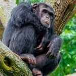 The Gorilla and Chimpanzee trekking adventure in Uganda