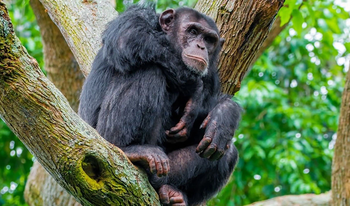 You are currently viewing The Gorilla and Chimpanzee trekking adventure in Uganda