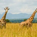 How to Plan Your First Ugandan Safari