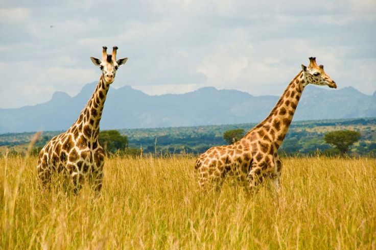 You are currently viewing How to Plan Your First Ugandan Safari
