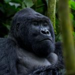 What to do apart from Gorilla Trekking in Uganda