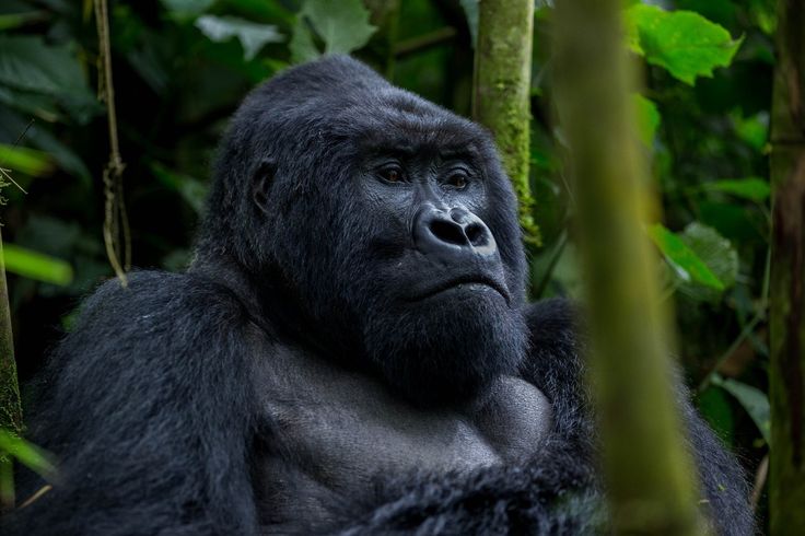 You are currently viewing What to do apart from Gorilla Trekking in Uganda