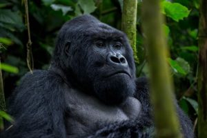Read more about the article What Are Fly In Gorilla and Safari Tours in Uganda?