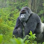 What to do in Mgahinga National Park.