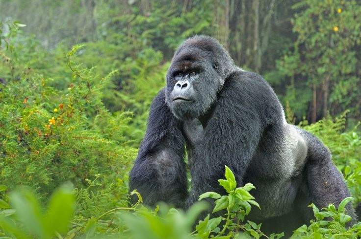 You are currently viewing What to do in Mgahinga National Park.