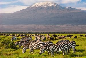 Read more about the article Where to Go for Summer Vacations in Africa
