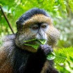 Golden Monkey Trekking in Rwanda and Uganda
