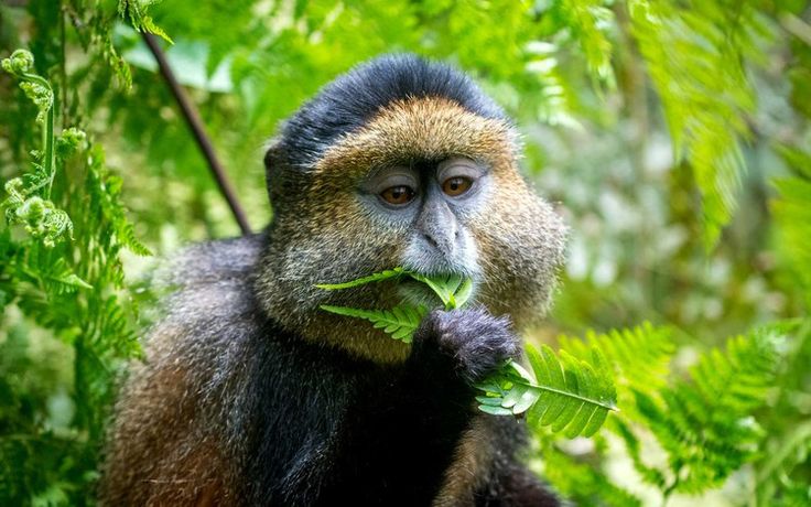 You are currently viewing Golden Monkey Trekking in Rwanda and Uganda