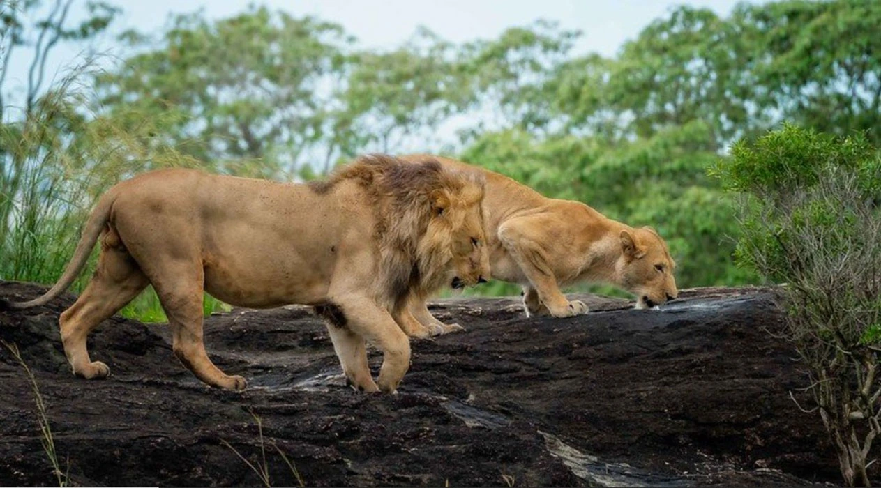 You are currently viewing Best Places to see Lions in Uganda