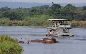 Read more about the article Uganda Boat Cruise Safaris