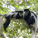 Rwanda Primates and Their Habitats