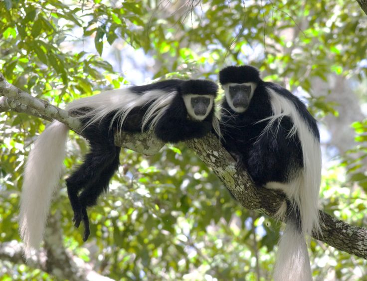 You are currently viewing Rwanda Primates and Their Habitats