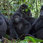 How Hard is Gorilla Trekking in Rwanda? 