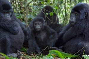 Read more about the article How Hard is Gorilla Trekking in Rwanda? 
