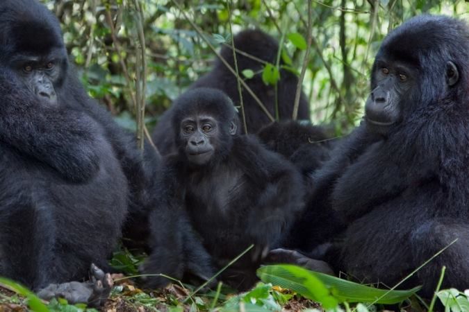 You are currently viewing How Hard is Gorilla Trekking in Rwanda? 
