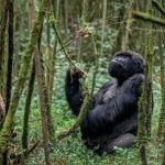What Fitness Level Is Required for a Gorilla Trekking Experience?