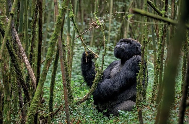 You are currently viewing What Fitness Level Is Required for a Gorilla Trekking Experience?