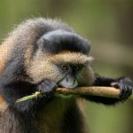 Combined Gorilla and Golden Monkey Tours in Volcanoes National Park