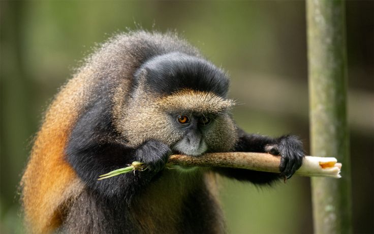 You are currently viewing Combined Gorilla and Golden Monkey Tours in Volcanoes National Park