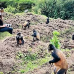 2 days golden monkey from Kigali to Volcanoes National Park