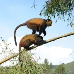 1 day golden monkey experience