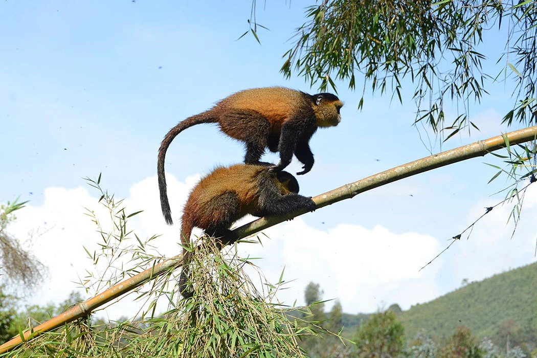 You are currently viewing 1 day golden monkey experience