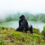 How Much Does a Rwanda Gorilla Tour Cost?