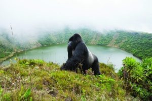 Read more about the article How Much Does a Rwanda Gorilla Tour Cost?