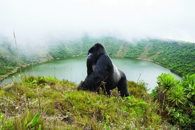 You are currently viewing How Much Does a Rwanda Gorilla Tour Cost?