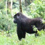 Budget Gorilla Tour in Uganda