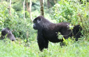 Read more about the article Budget Gorilla Tour in Uganda