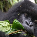 Rwanda Gorilla Trip Planning Guide