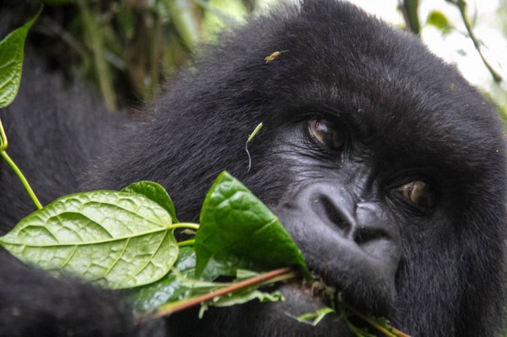 You are currently viewing Rwanda Gorilla Trip Planning Guide