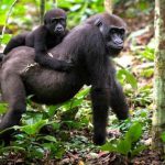 Best Time to See Gorillas in Uganda and Rwanda