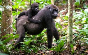 Read more about the article Best Time to See Gorillas in Uganda and Rwanda